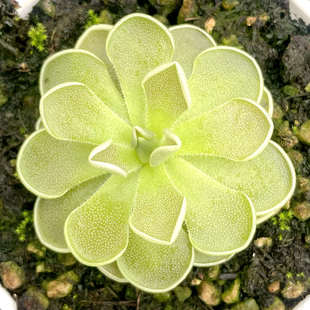 圣特赫鲁迪斯爱兰捕虫堇多肉食人花捕蝇草驱蚊草卧室喜阴花卉盆栽