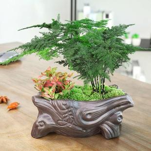 云竹盆栽植物室内矮生小盆景办公室桌面室内绿植四季常青摆件文