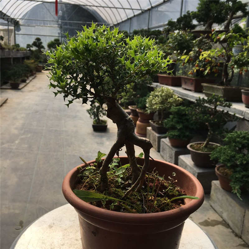 小叶枸骨.盆景造型枸骨枸骨根四季常青 y 提
