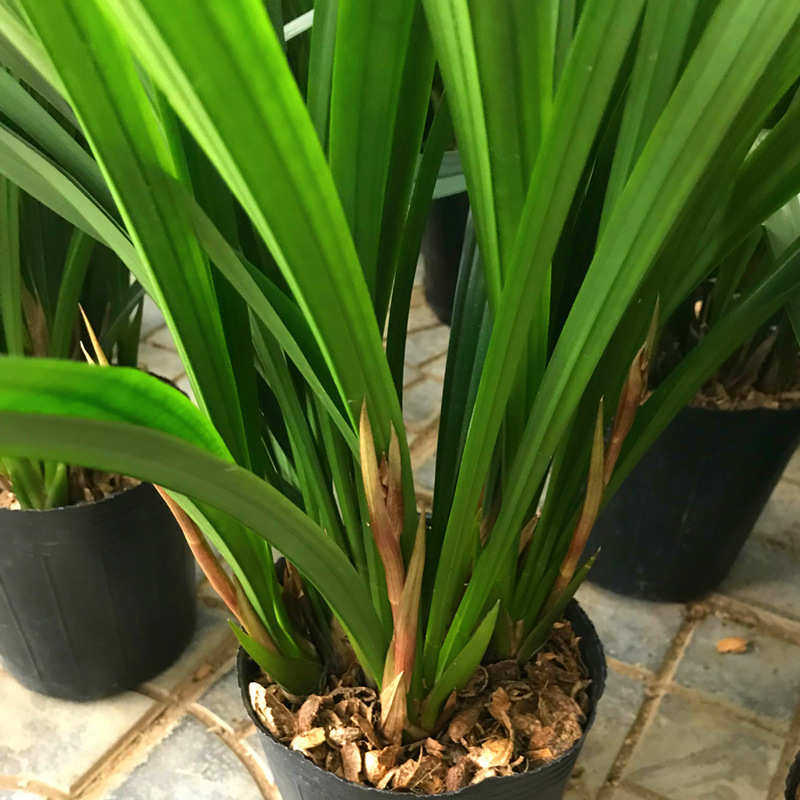 带花苞 兰花苗墨兰企黑爪浓香金边建兰好养室内客厅植物兰花盆