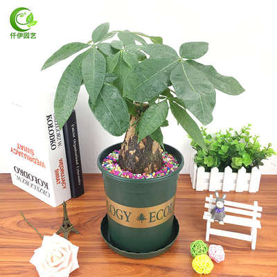 发财树桩盆栽招财树摇钱树桩室内客厅大型植物办公室桌面绿植阳