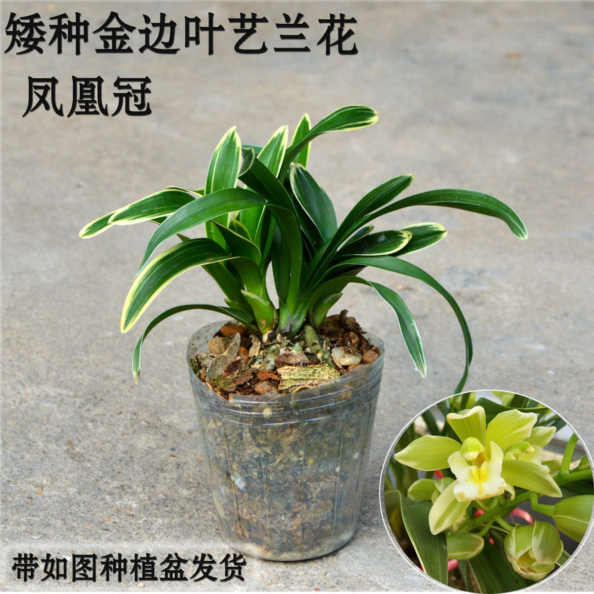 矮种墨兰东方红神荷 金边线艺兰花苗红荷冠室内盆栽花卉绿植 包