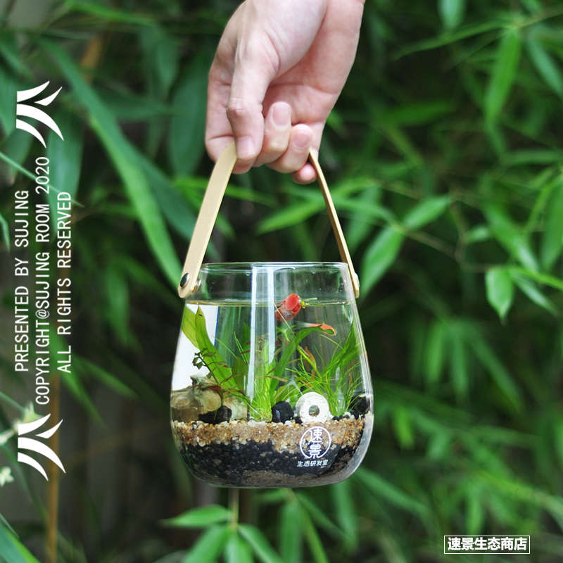 小型客厅鱼缸生态瓶微景观造景斗鱼瓶玻璃水族桌面创意观赏免换