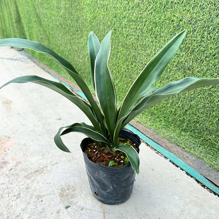 银边中华万年青 多年生易养观叶植物 耐热耐寒常绿万年青盆栽