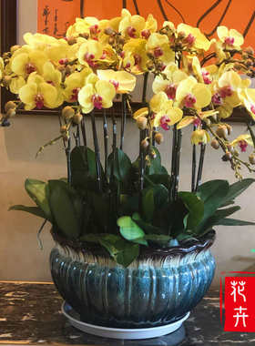 紫色粉色黄色白色蝴蝶兰盆栽带花剑大苗室内客厅开业乔迁热销花