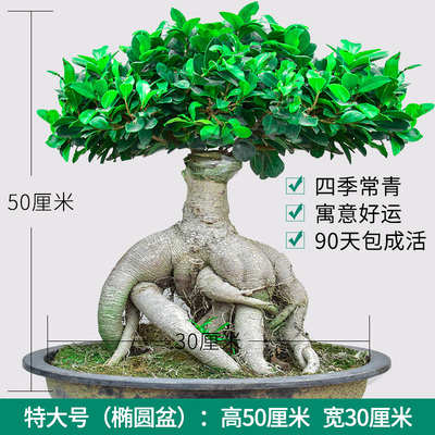 榕树盆景人参榕金钱榕地瓜榕室内庭院四季常青去甲醛造型绿植