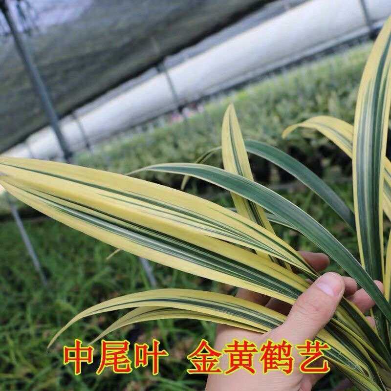 兰花苗(黄金日向)墨兰名贵中透艺花艺双全浓香室内外花卉盆栽