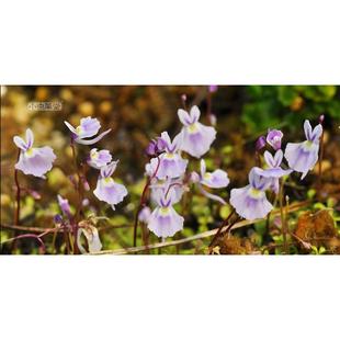 小白兔狸藻小兔子食虫草小蓝小虫草堂植物盆栽室内水培花卉办公