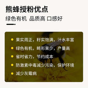 果攸熊蜂 含卵和幼蜂 授粉熊蜂 番茄甜瓜授粉草莓授粉约100只