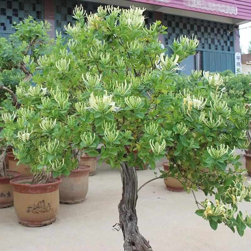 金银花树苗树形苗木盆景 盆栽 大树树桩树苗 树 爬藤苗南北方种