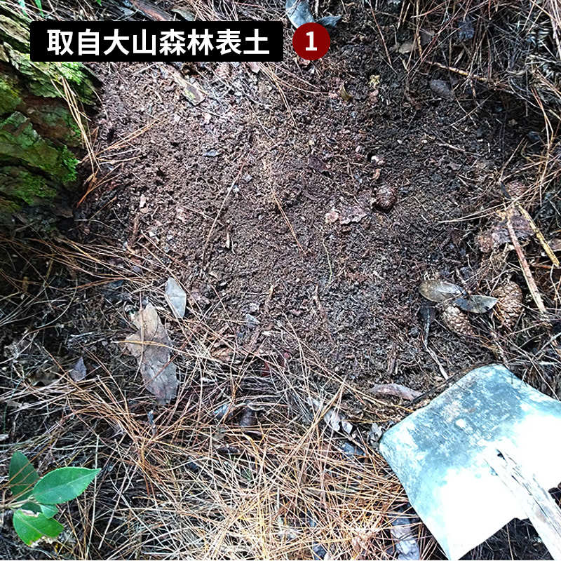 精品黄缘水龟表土材垫蒸煮杀菌蝎子陆龟半蜥蜴爬虫林地雨林森灭