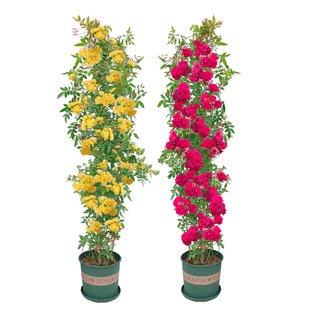 木香花苗七里香盆栽爬藤植物浓香四季甜蜜红木香花苗蔷薇攀援花卉