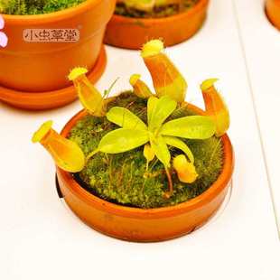 小虫草堂直播24丛林铃x葫芦猪笼草食虫植物盆栽客厅趣味食虫草