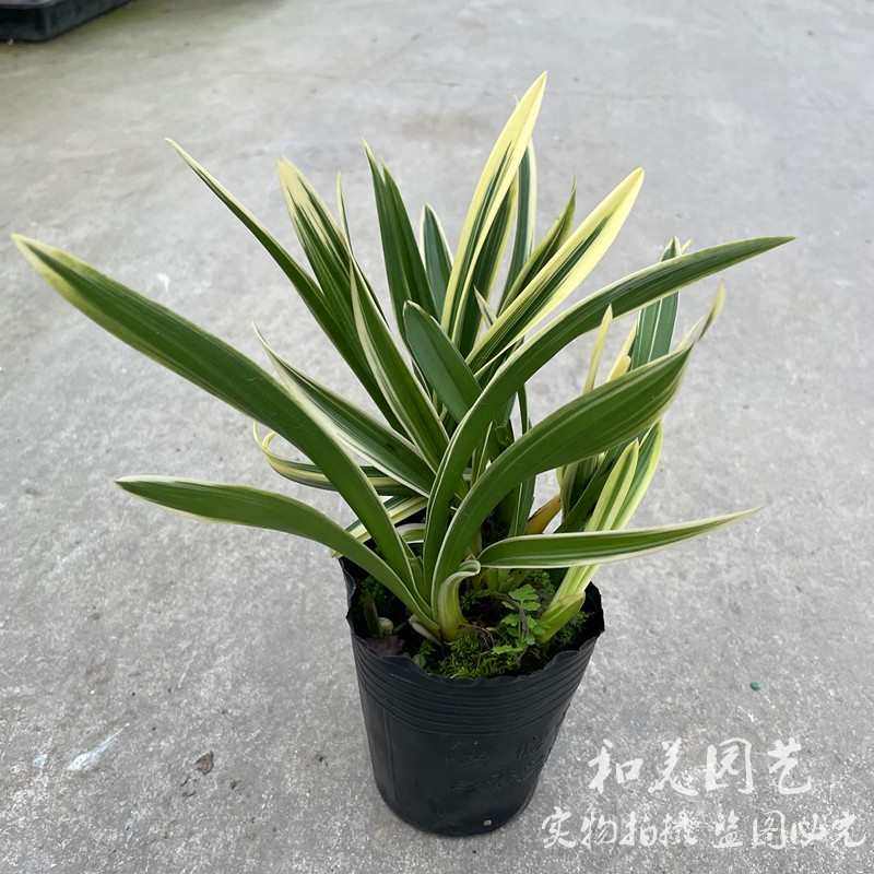 千兰花鹤边  金兰神童金边兰花凤凰小凤矮种兰金 桌面凰精品冠