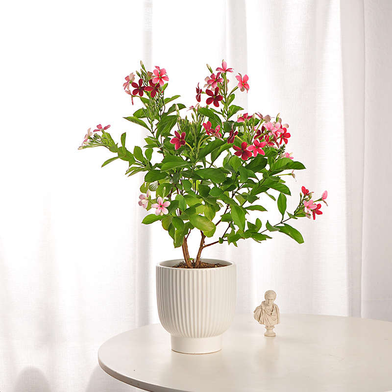 直立使君子木本花卉植物盆栽室内阳台庭院观花期长花开不断好养