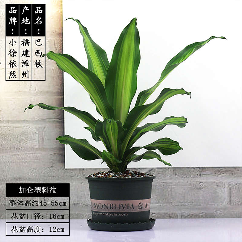 金心巴西铁盆栽植物室内净化空气花虎斑香龙血千年木也门铁树绿