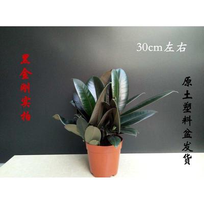 橡皮树大盆栽 室内花卉绿植 黑金刚小苗植物包邮一盆三棵净化空