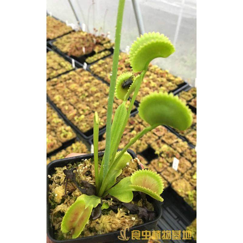 食虫绿色大型品种捕蝇草-鲨鱼】【交齿怒直立植物