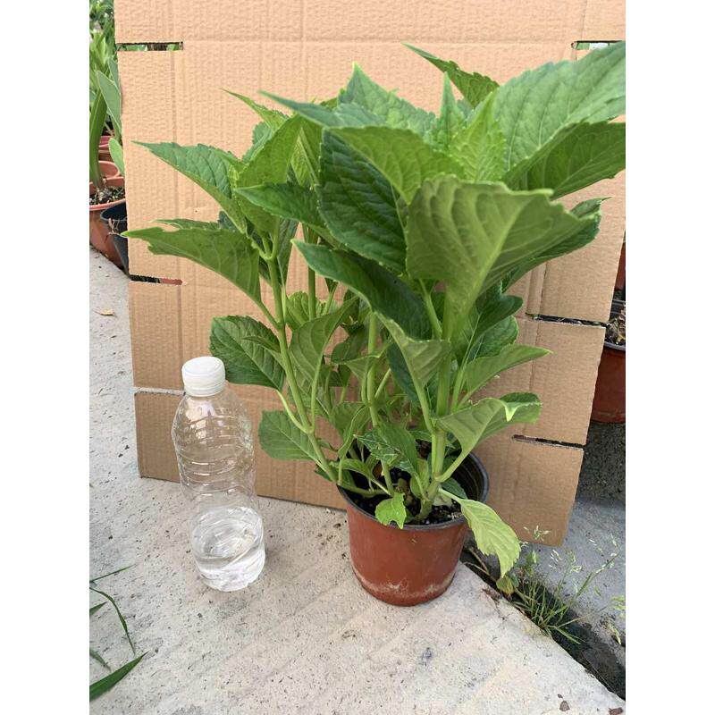 奇妙仙子 绣球花苗阳台大花绣球庭院植物树苗花卉绿植盆栽