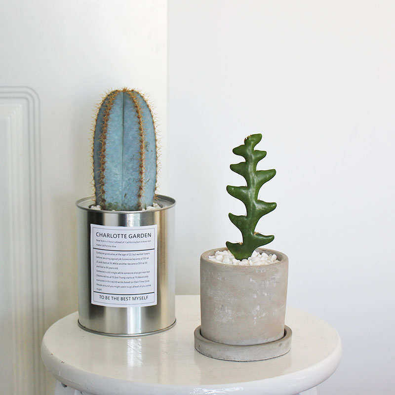 奇趣植物办公室桌面绿植 鱼骨令箭金青阁 仙人掌小盆栽 创意礼物,鲜花速递/花卉仿真/绿植园艺,多肉植物,淘宝优惠券,粉丝福利购,淘宝优惠卷