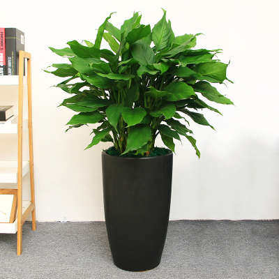 万年青 绿巨人盆栽 室内客厅大型盆景植物 绿植花卉 吸毒吸甲醛