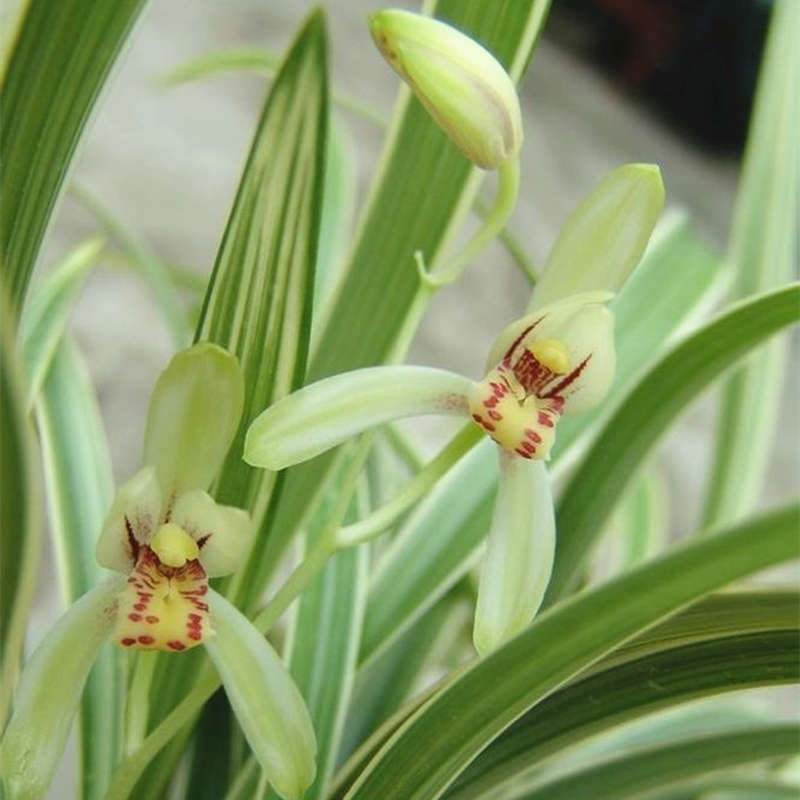 兰花建兰四季兰线艺峨嵋弦老种兰花苗好养绿植花卉不带浓香花苞