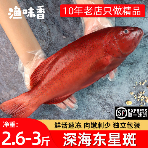 深海东星斑2-3斤石斑鱼顺丰