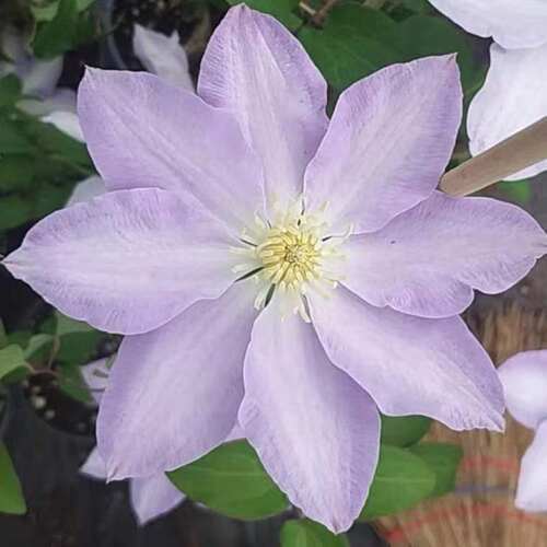旭裳花卉 铁线莲单瓣系列晴山HF杨早池峰博士阳台花园庭院植物