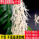 新龙须菜凉拌菜干货海石花菜鹿角菜干货麒麟菜素菜 包邮
