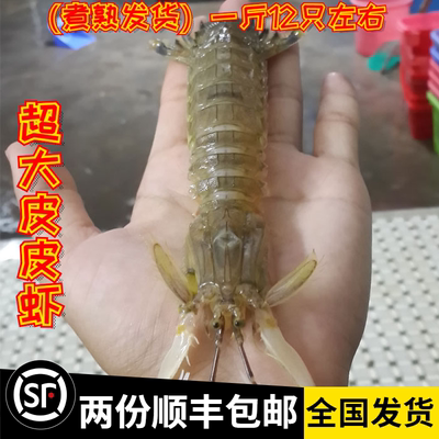 鲜活海鲜特产皮皮虾大龙虾琵琶