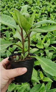 降糖草苗 正宗尼基罗草 胰岛树 降糖树 盆栽 鲜叶 长寿菜降压草