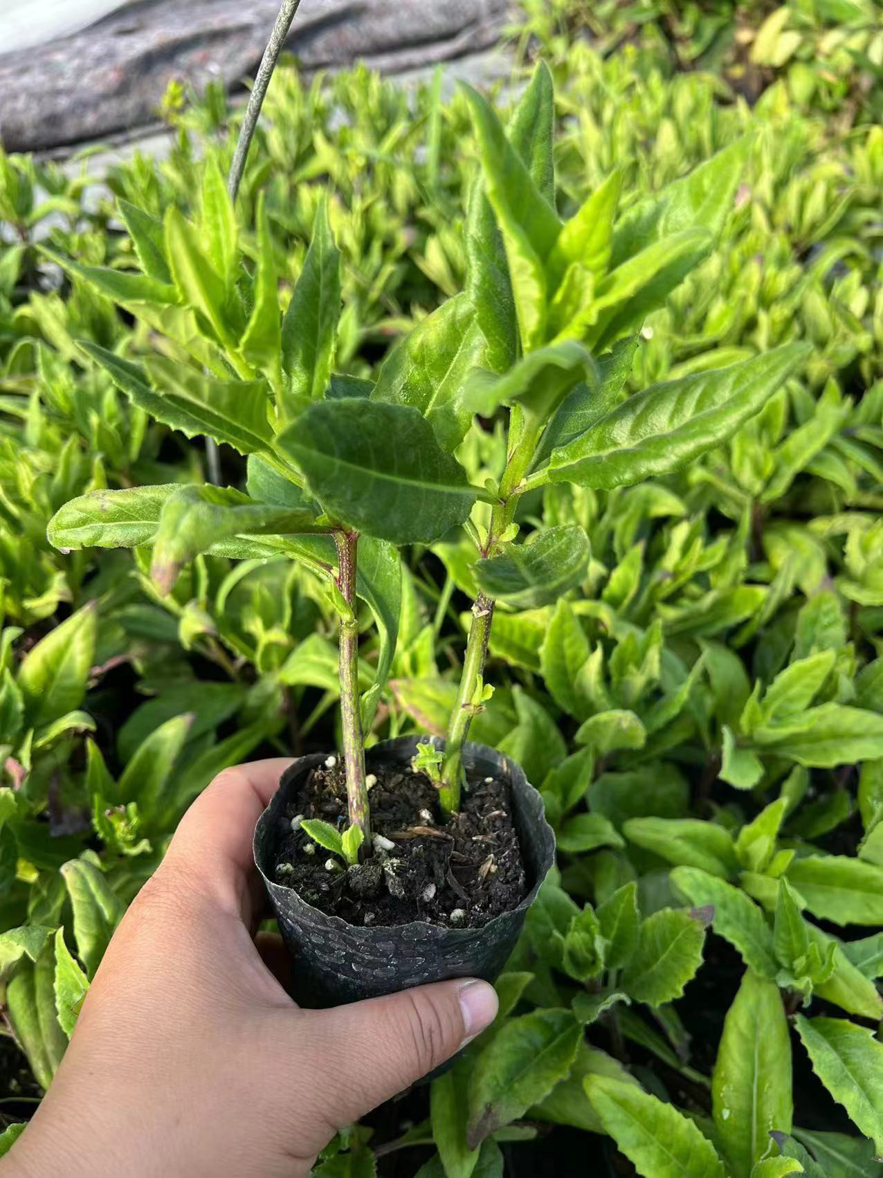 降糖草长寿菜富贵菜尼基罗草降压草降脂草胰岛树苗盆栽苗可地栽