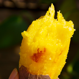 云南高原板栗红薯鸣门金时紫皮番薯甜糯地瓜孕妇代餐早餐高级红薯