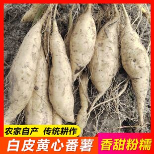 【罗坑白皮黄心番薯】粤北特产新鲜生地瓜韶关农家红薯板栗黄薯