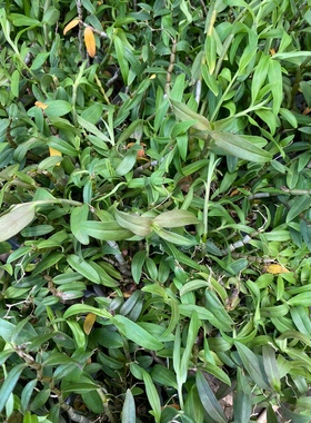 铁皮石斛小盆栽2杯