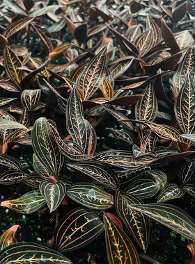 公石松盆栽绿植血叶兰观叶室内宝石兰雨林缸造景植物原盆带土发货