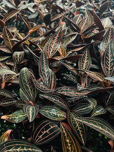 公石松盆栽绿植血叶兰观叶室内宝石兰雨林缸造景植物原盆带土发货
