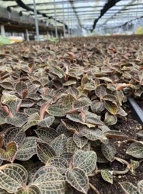 金线莲大圆叶种苗盆栽种植12个月盆景半斤包邮