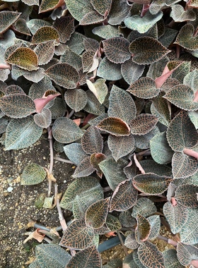 福建林下防野生种植14个月