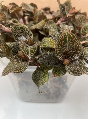 种植金线莲带花苞