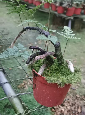 狼尾蕨蕨类绿植盆栽盆景好养室内书房办公室净化空气中式禅意摆件