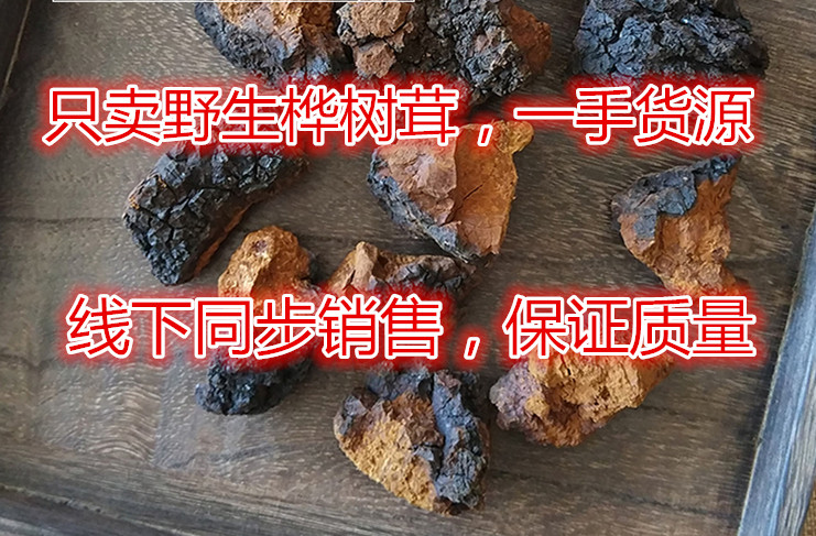 桦树泪桦树茸野生大兴安岭500g白桦树茸天然桦褐孔菌