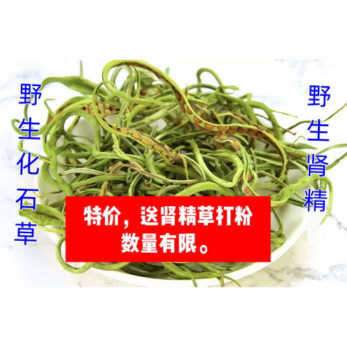 野生肾精草化石草东北