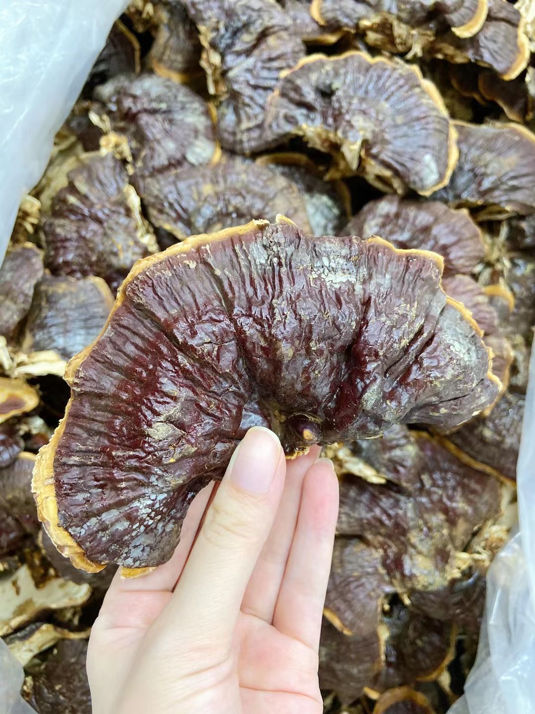 半野生金边小灵芝整枝片250g紫芝赤黑灵芝粉东北特产煲汤泡水