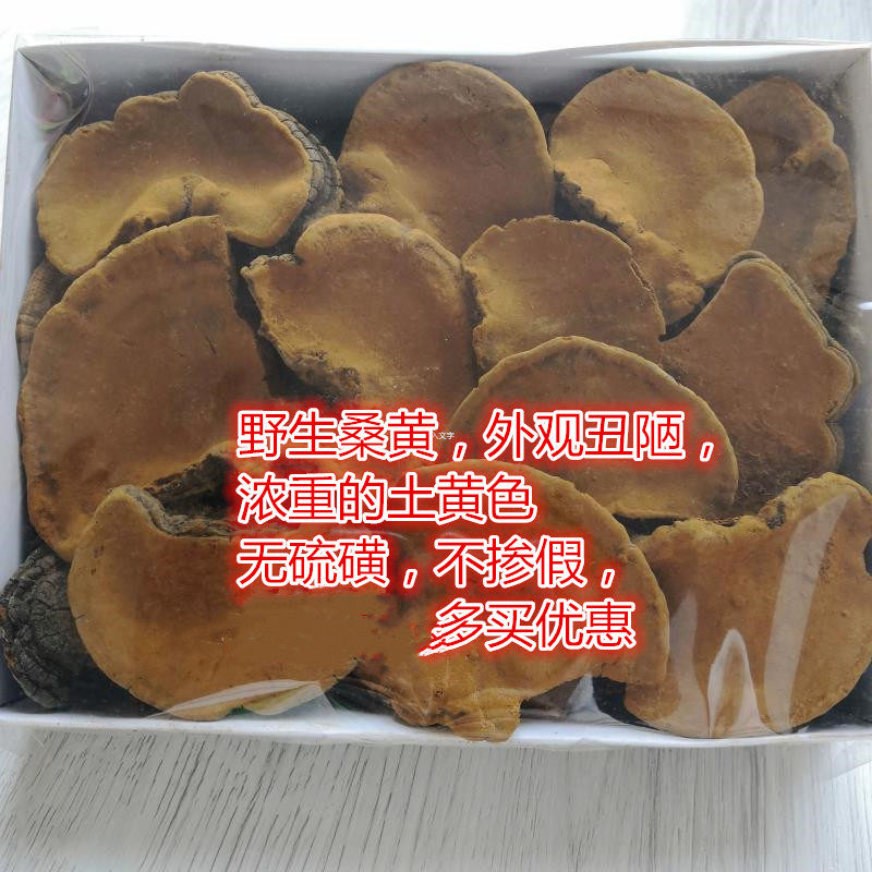 {亏本}包邮桑黄野生500g 野生灵芝 桑黄泡水煮水