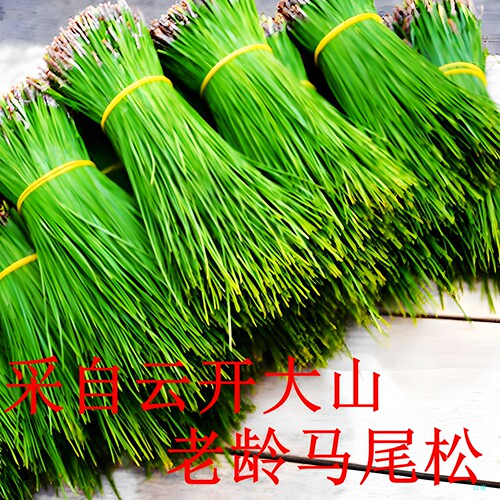 新鲜马尾松针无糖松针全松养生茶