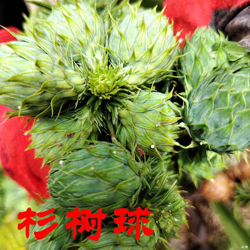 杉树果杉球干杉球杉塔鲜杉球杉树种子杉果杉树叶杉树饰品中药材