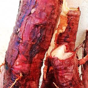 广东现挖松树根二针松根松木根马尾松根天然药材泡酒泡澡中药材料