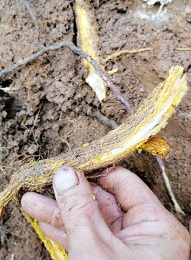 鹰不泊根鸟不宿树根勒档根鸡胡档根刺苍根画眉跳根野生中药材