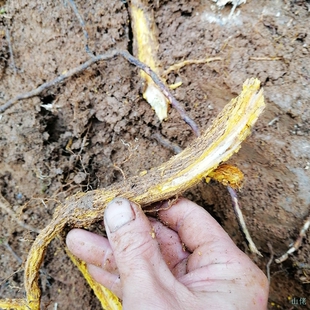 鹰不泊根鸟不宿树根勒档根鸡胡档根刺苍根画眉跳根野生中药材